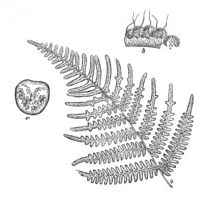 12 - Bracken