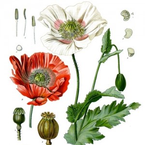 5 - Poppy color