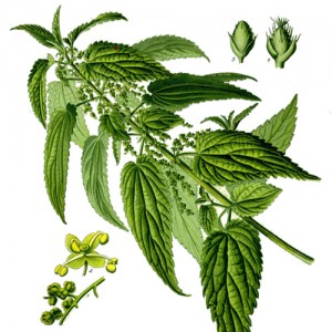 21 - Nettle color