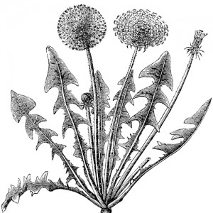 26 - Dandelion